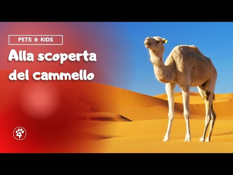 Video: Dromedario è un cammello con una gobba: descrizione dell'animale, habitat