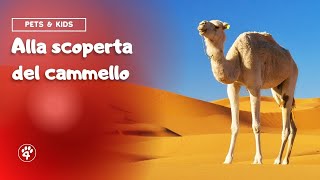 Il Cammello 🐫 - Pets & Kids | Amoreaquattrozampe.it screenshot 2