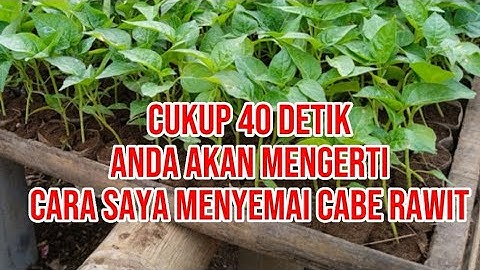 Cara menyemai cabe rawit agar cepat tumbuh