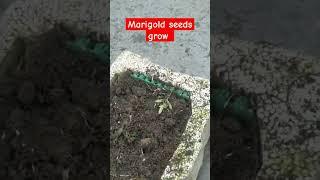 guys aaj kuch marigold seeds bahi grow kiyagrow youtubeshorts gardening