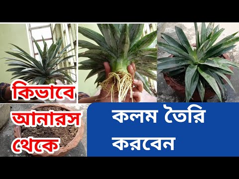 ভিডিও: বিয়ার বাটাতে আনারস কীভাবে তৈরি করবেন