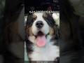 バーニーズマウンテンドッグの可愛すぎる解説 #shorts #bernesemountaindogs