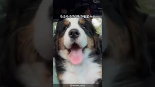 バーニーズマウンテンドッグの可愛すぎる解説 #shorts #bernesemountaindogs