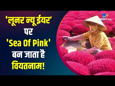 'Lunar New Year' पर कुछ इस तरह Veitnam 'Sea Of Pink' में तब्दील हो जाता है | #TV9D