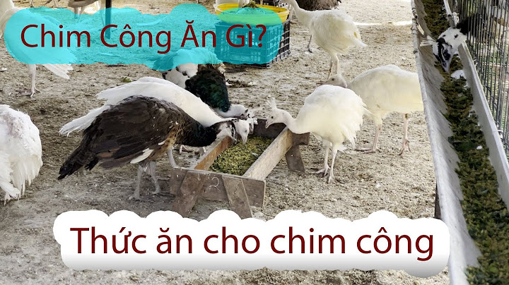 Thói quen hàng ngày của con chim công là gì năm 2024