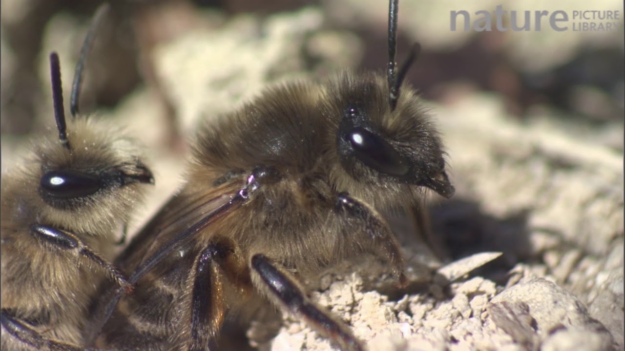 beetlejuice Pair of Mining bees mating, interrupted by a second male, France, March.