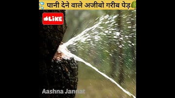 🌳क्या आपने देखा है पानी देने वाला पेड़😳#shorts #backtoknowledge by #aashnajannat