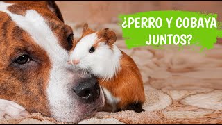 ¿Puede un PERRO  y una COBAYA O CUYO convivir?