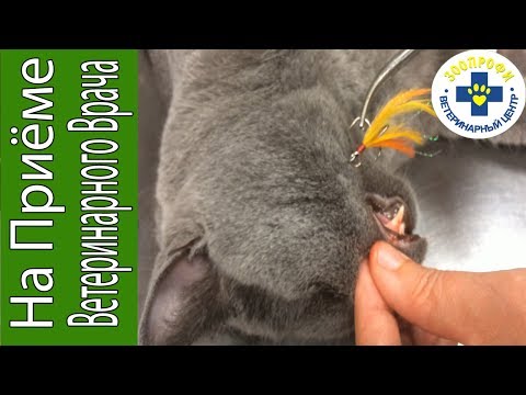 Котик с Рыболовным Крючком. Кот Рыболов