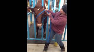Construct, Apply, and Utilize Rope Halter
