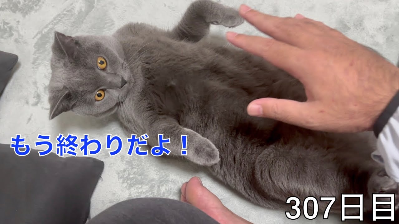 【スコ猫トト君】トト君をモフる時は時間制ですwww