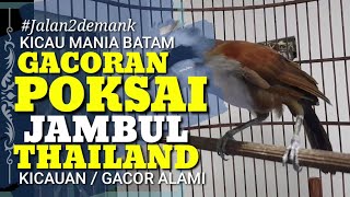Poksai Jambul Thailand • Burung Batam Yang Gacor Terus Berkicau • Poksai Gacor • Kicau Mania Batam