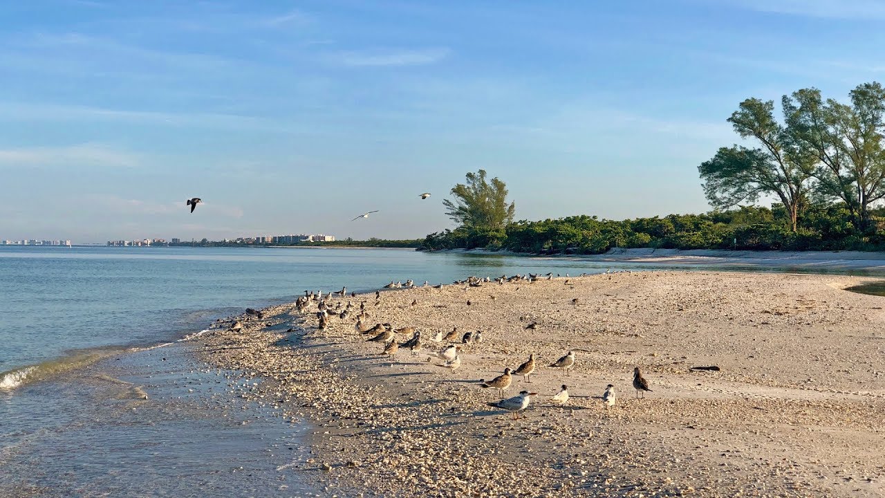 information technology Robb’s Wednesday Morning Beach Walk and Red Tide Update in N Naples, FL 08/22/18