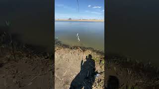 #Рыбалка#астрахань#вобла#fishing