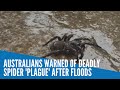 Australians warned of deadly spider 'plague' after floods