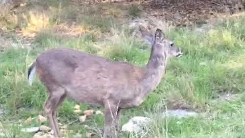 More deer and the campground cat - Thousand Trails Lake Medina