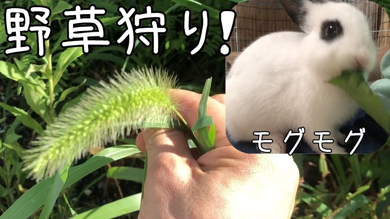 うさぎ 野草狩り かわいい食べっぷりrabbit Eating Wild Grass Youtube