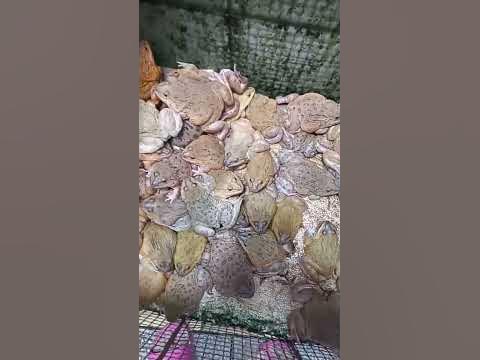 #hongkong Bull frogs can buy at market #bullfrogs #chinese #hingkong #