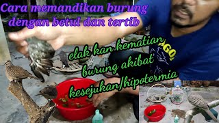 Cara Memandikan Burung Dengan Betul Dan Tertib merbukterkukur