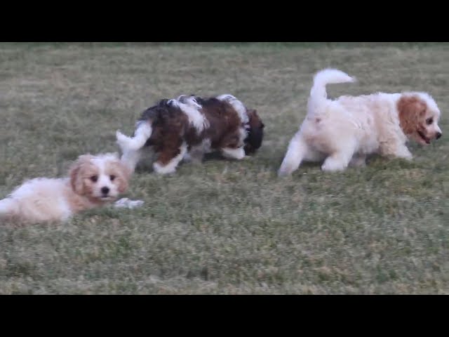Chip video thumbnail