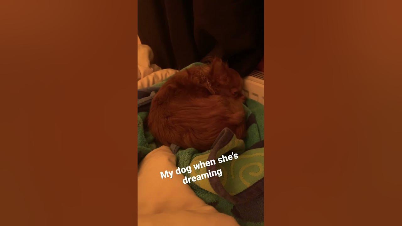 my-dog-barking-in-her-sleep-shorts-youtube