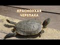 Красноухая черепаха (Trachemys scripta) - описание, кормление, содержание