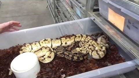 Interview with Garrick Demeyer from Royal Constrictor Designs.Reuploaded from my FFC channel.