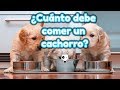 ¿Cuánto debe comer un cachorro? Guía de alimentación