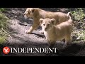 Moment lion cubs take their first steps outside at London Zoo