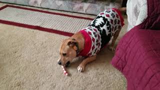 Benji, and his candy cane rawhide chew bone :-D by Douglas Macgregor 119 views 5 years ago 26 seconds