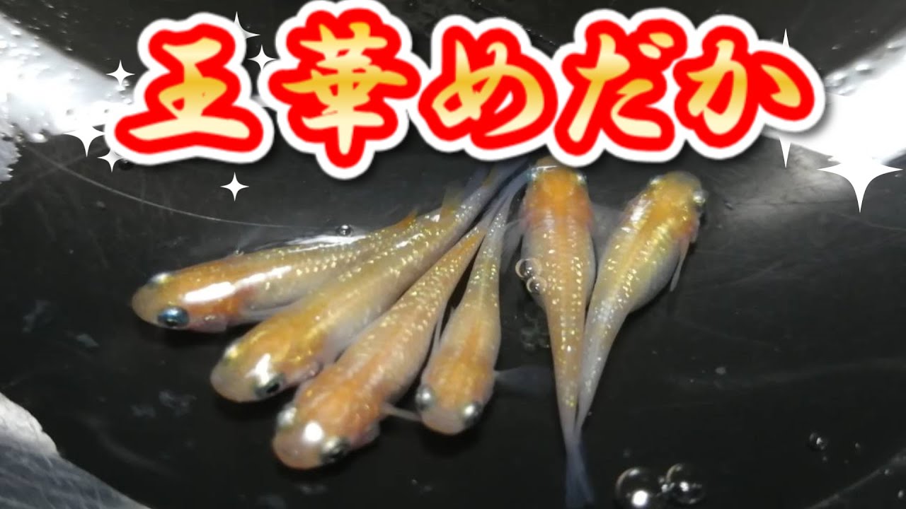 王華、白タイプ、雄２✖️雌６➕８匹 王華めだか】我が家で飼育するめだかの品種紹介 - YouTube