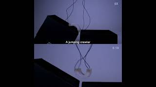 Bistable Soft Actuator for Reconfigurable Soft Robots screenshot 4