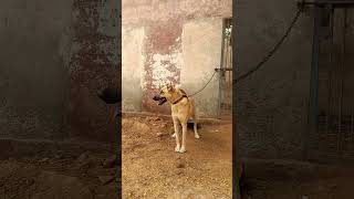 Afghan kochi dog breed ❤#india #youtubeshorts #reels #pakistan #viral #tiktok #shorts#viralvideo#uk