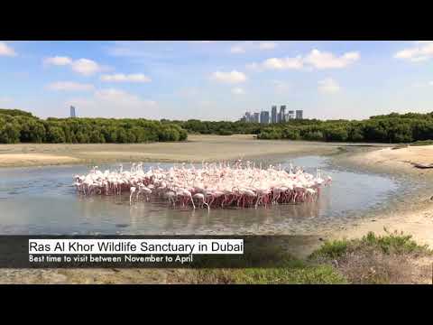 Flamingo Watching in Dubai