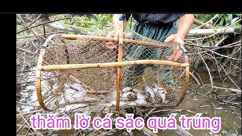 cách đặt bọt cá sặc hiệu quả