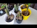 Soil and Water Propagation of Zz Plant Stem Cutting