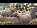 مباشرة من أحد فاس 11/1/2026 أثمنة الخروف الكسابي والحولي والنعجة والخروفة والماعز فرجة ممتعة 