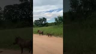 Footage Of A Leopard Chasing Down Warthogs In Kruger National Park 🎥: (Moosawildlife/Ig)