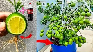 How to grow lemon by using coca-cola #lemon #growlemon