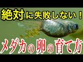 これで孵化率爆上がり!メダカの卵の成長過程とめだかの卵の管理方法まとめ