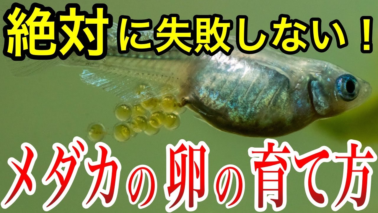 これで孵化率爆上がり！メダカの卵の成長過程とめだかの卵の管理方法まとめ