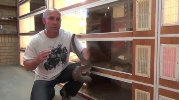 Olive Pythons : K Brothers Pythons ep.9