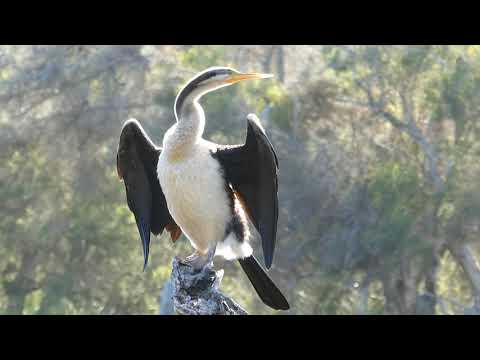 Australasian darter (オーストラリアヘビウ) オーストラリア　パース