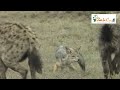 ずるがしこいジャッカル　Wild Animals in Africa /  Stubborn jackal.