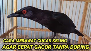 Perawatan cucak keling  agar cepat gacor ll Cara merawat cucak keling agar rajin bunyi