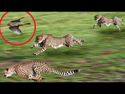 10 Najbržih Životinja Na Svetu