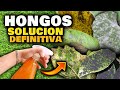 ELIMINA HONGOS en las PLANTAS en MINUTOS y PARA SIEMPRE!! FUNGICIDA CASERO para CUALQUIER HONGO