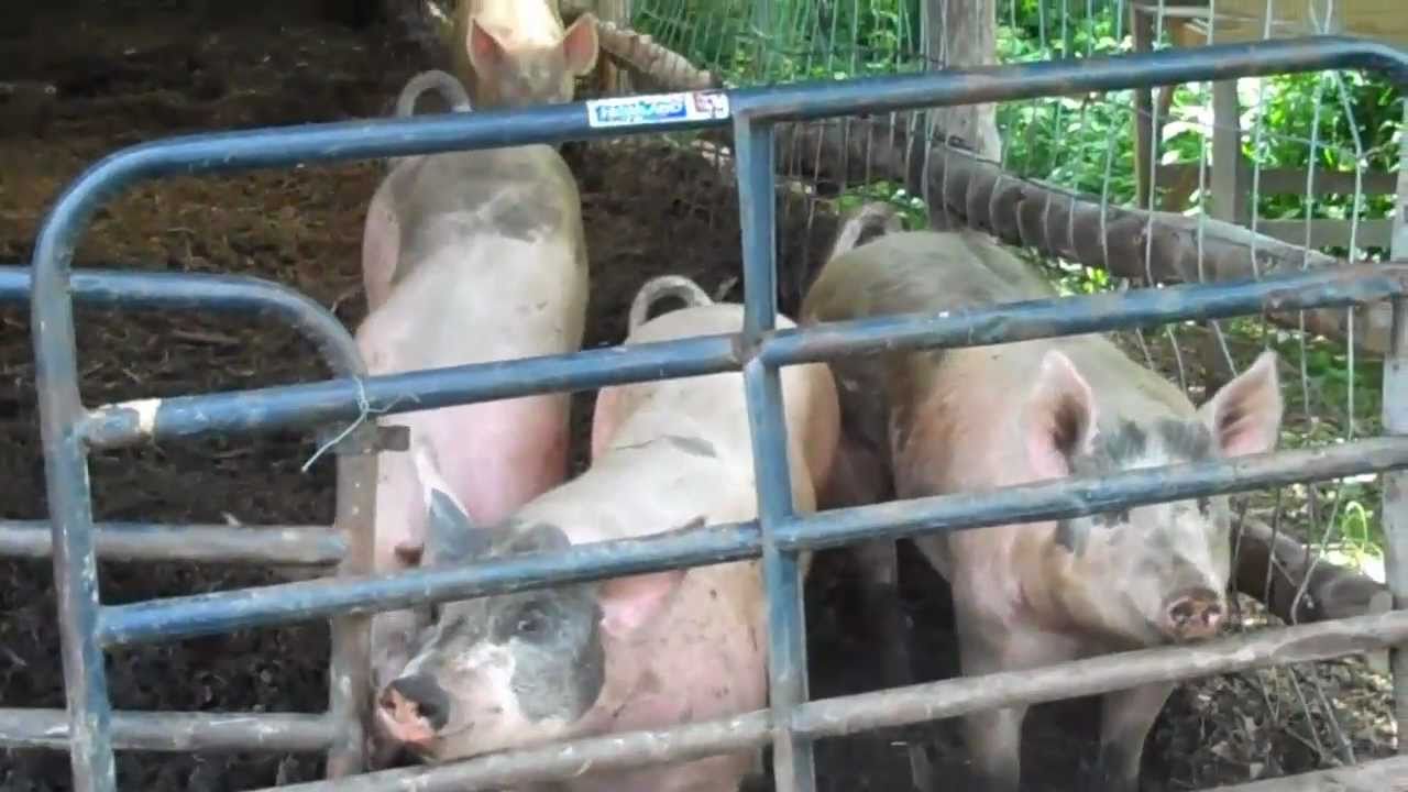 Polyface Farms-Swoope, VA (Cute pigs) - YouTube