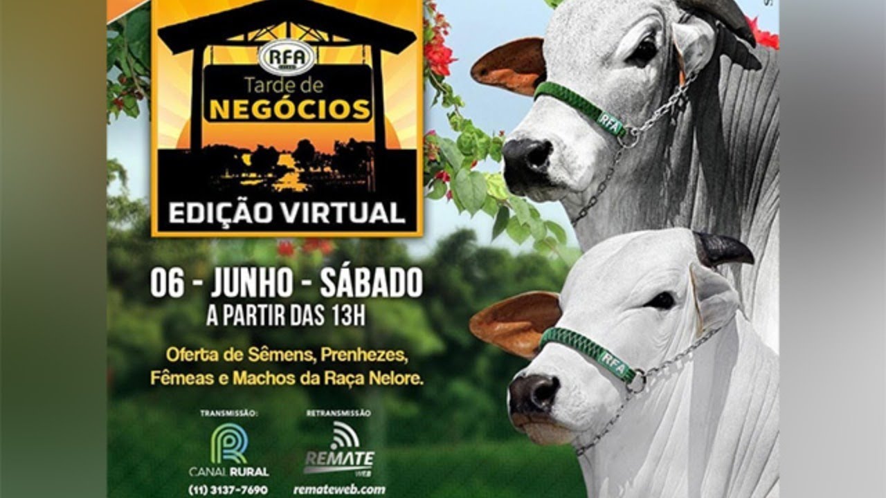 Leilão Virtual Brumado tem oferta de animais Nelore selecionados