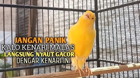 kenari gacor panjang Cuit Cuit EMOSI, Pancingan Kenari Paud Belajar Bunyi, terapi AMPUH Kenari MACET